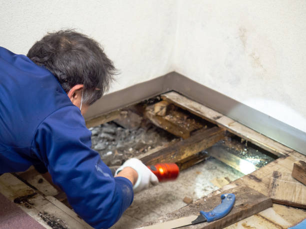 Best Mold Testing  in Superior, CO