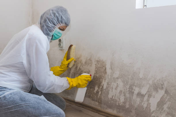 Best Mold Damage Repair  in Superior, CO