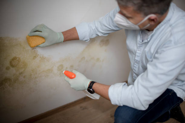 Professional Mold Removal in Superior, CO
