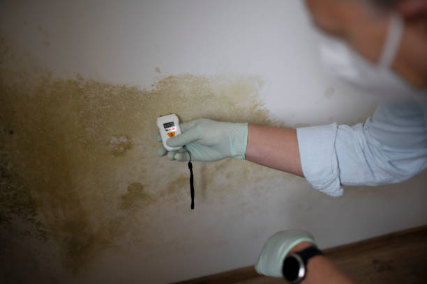 Best Commercial Mold Removal  in Superior, CO