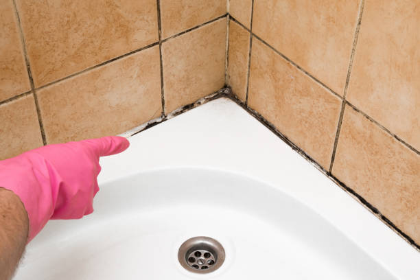 Best Professional Mold Removal  in Superior, CO